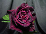 Black Baccara Rose