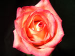 Blush Rose