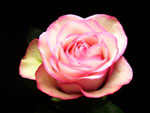 Carrousel Rose