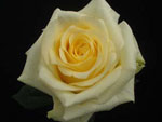 Creme De La Creme Rose