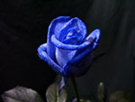 Died Blue Vendela Rose