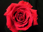Rouge Basir Rose
