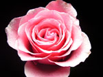 Starrose Rose