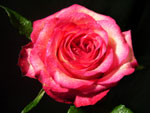 Tabasco Rose