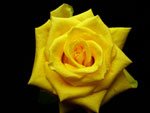  Yellow Coral Rose