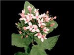 Arethusa HFC Rubiaceae