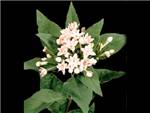 Bridesmaid HFC Rubiaceae