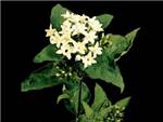 Felix MHFC Rubiaceae