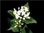 Van Zijverden HFC Rubiaceae
