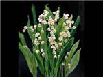 Lily of the Valley Ruscaceae