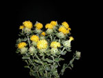 Yellow Safflower