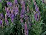 Purpleicious Scrophulariaceae
