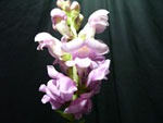 Lavender Snapdragons