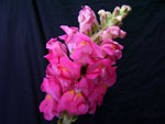 Pink Snapdragons