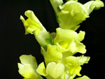 Yellow Snapdragons