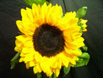 Sunbright Sunflower