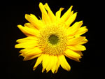 Mini Sunrich Sunflower
