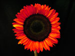 Pro Cut Tinted Red Sunflower