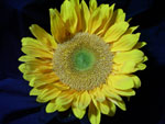 Sunrich Sunflower