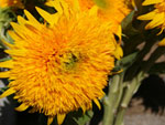 Teddy Bear Sunflower