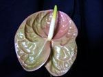 Green Anthuriums