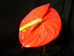 Orange Anthuriums