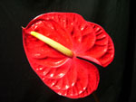 Red Anthuriums