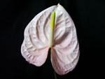 Light Pink Anthuriums