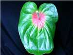 Amigo Araceae