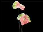 Anthurium Obake Anuenue