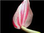 Candy Cane Araceae