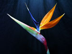 Bird of Paradise