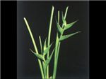 Green Bihai Heliconiaceae