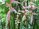 Pink pendant Chartacea (Sexy Pink) Heliconiaceae