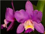 Cattleya Brabantiae Orchidaceae