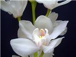 Amy Stewart Zita Orchidaceae