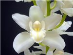 Angel White Orchidaceae