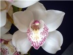 Ann Marie Orchidaceae