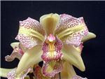 Bi-Colour Cymbidium Orchidaceae