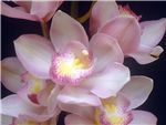 Cymbidium Feline