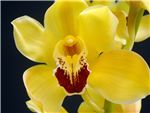 Gymer Cooksbridge Orchidaceae
