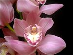 Hyzenthley Orchidaceae