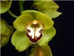 Jonina Orchidaceae