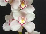 Lipstick Orchidaceae