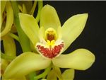 Mary Pinchess Orchidaceae