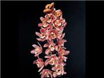 Mauve Orchidaceae