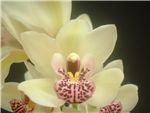 Mist Maiden Orchidaceae