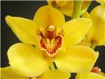 Nevada Orchidaceae