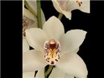 No 60 HFC Orchidaceae