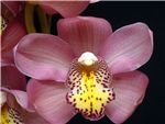 Smiley Orchidaceae
